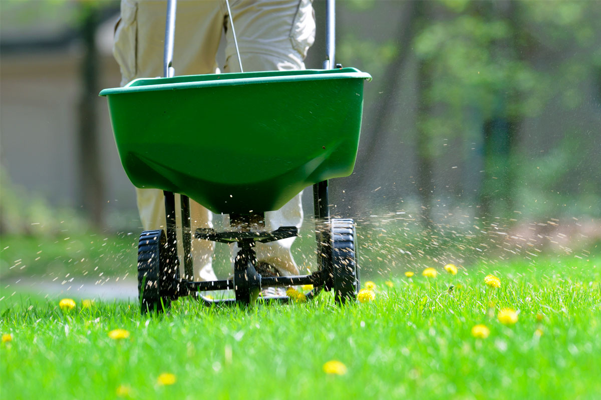 How to Fertilize Lawn Compost, Organic, and Chemical Options